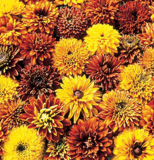 Rudbeckia Cherokee Sunset seeds