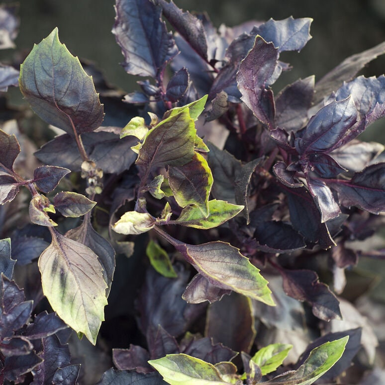 Basil Variety: Amethyst, Dark Opal, Aromatto (50+ seeds for each variety x3)