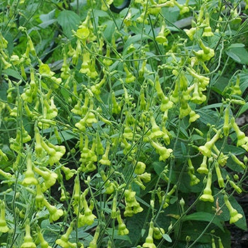 Nicotiana Langsdorffii seeds