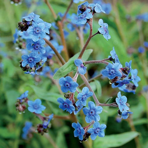 Firmament Forget me not seeds