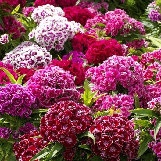 Sweet William Super Duplex Mix seeds