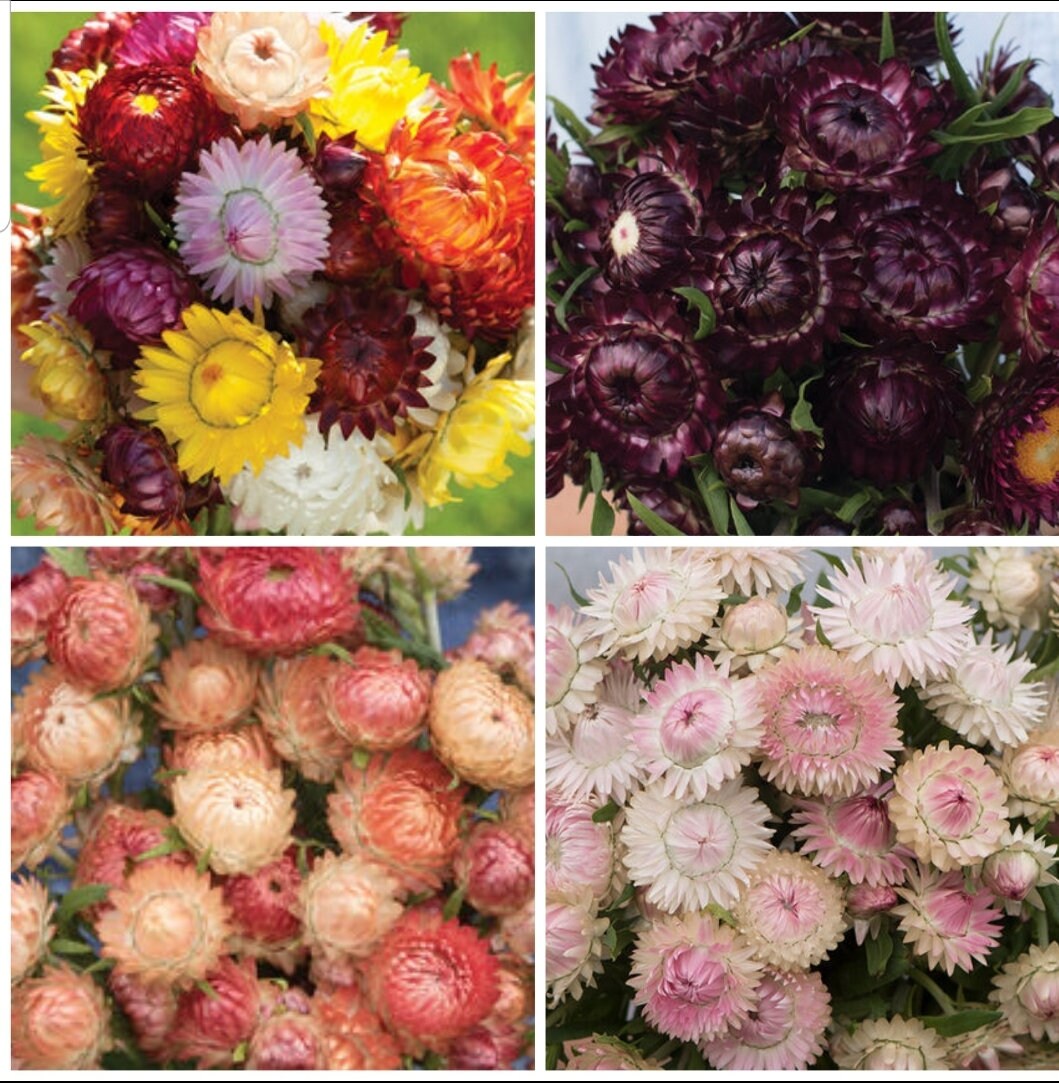 Strawflower Variety: Sultane Mix, Apricot/Peach, Purple-Red, Silvery Rose (100+ seeds of each variety ×4)