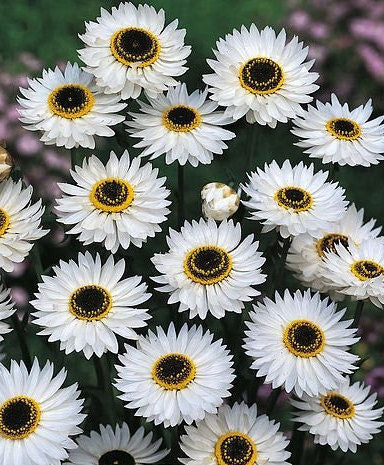 Helipterum Pierrot White Paper Daisy seeds