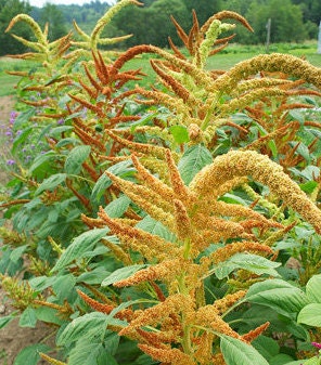 Amaranth Autumn's Touch seeds