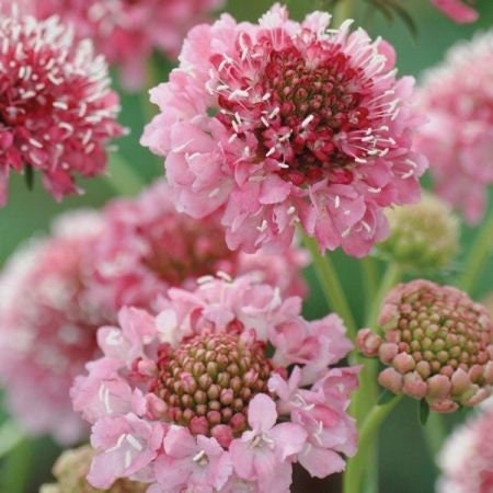 Scabiosa Variety: Salmon Rose, Fire King, Snow Maiden, Pincushion Formula QIS Mix (30 seeds of each variety x4)