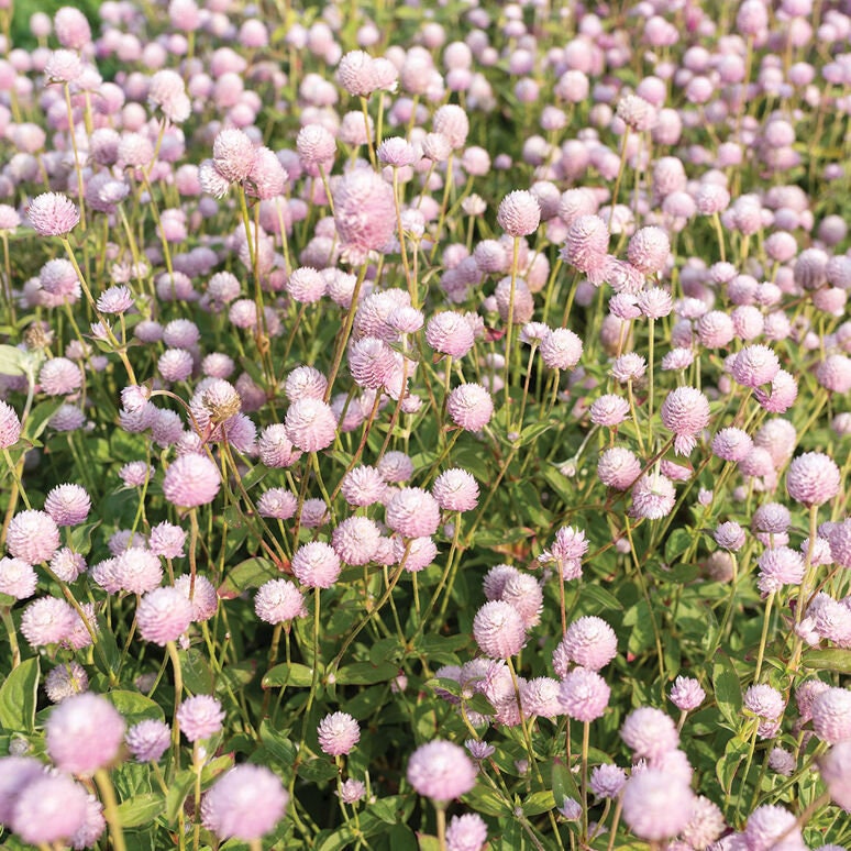 Gomphrena Variety: Carmine, Audray white, Strawberry fields, Frosty pink (40 seeds for each variety ×4)