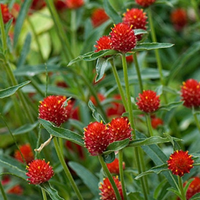 Gomphrena Variety: Carmine, Audray white, Strawberry fields, Frosty pink (40 seeds for each variety ×4)