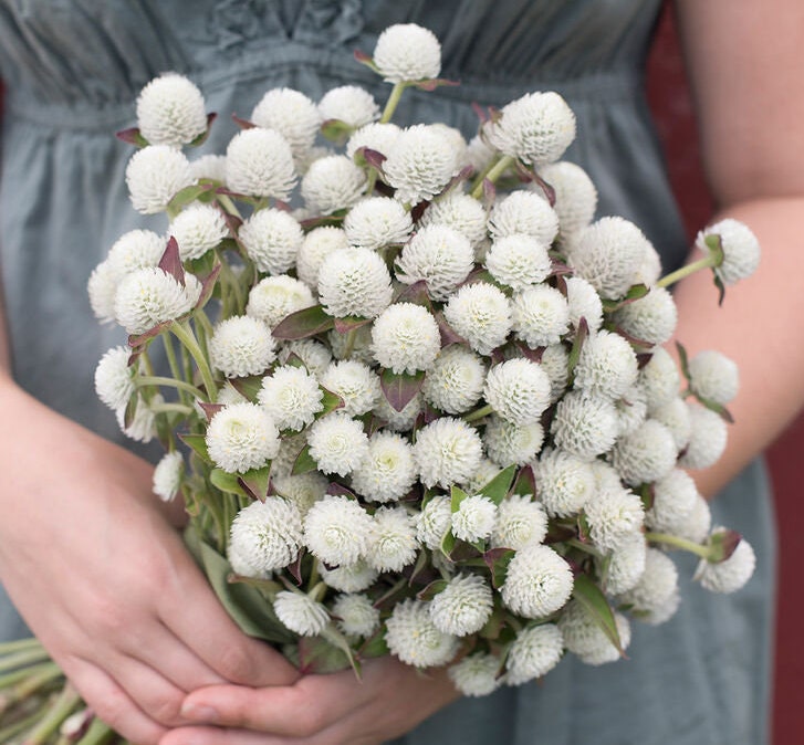 Gomphrena Variety: Carmine, Audray white, Strawberry fields, Frosty pink (40 seeds for each variety ×4)