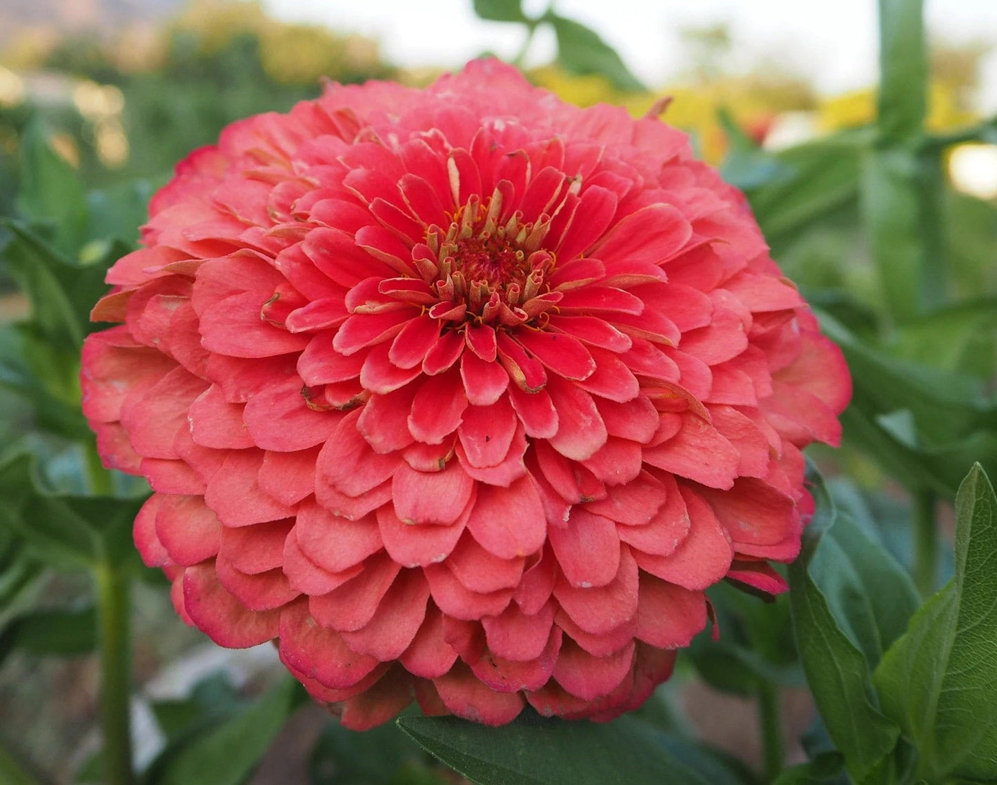 Zinnia Variety: Giant Coral, Giant Buttercream, Green Envy, Jazzy Mix (40 seeds for each variety x4)