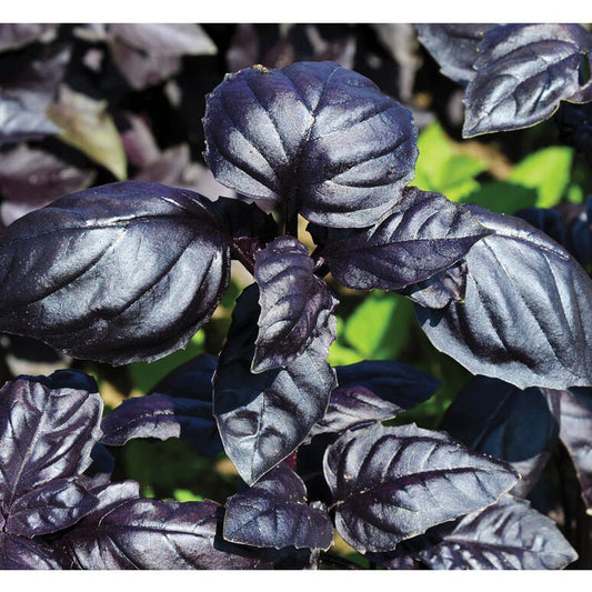 Basil Variety: Amethyst, Dark Opal, Aromatto (50+ seeds for each variety x3)