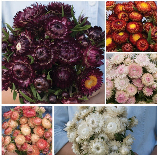 Strawflower Variety: Purple red, Copper red, Silvery Rose, Vintage white, Apricot/Peach (100+ seeds of each variety ×5)