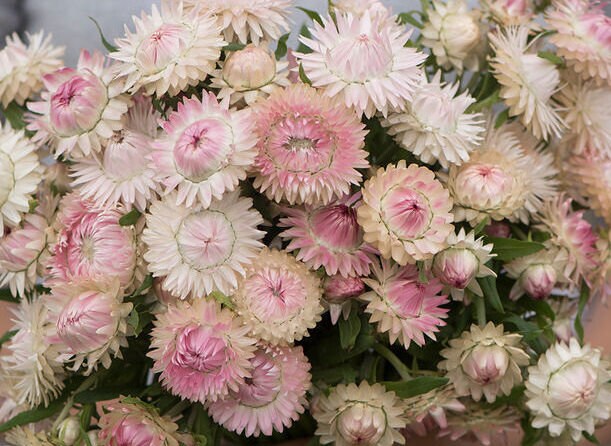 Strawflower Variety: Purple red, Copper red, Silvery Rose, Vintage white, Apricot/Peach (100+ seeds of each variety ×5)