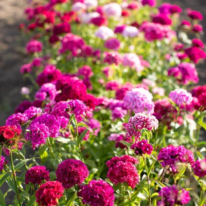 Sweet William Super Duplex Mix seeds