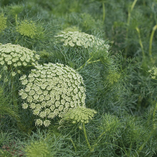 Green Mist Queen Anne's Lace seeds