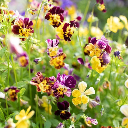 Viola Brush Strokes seeds