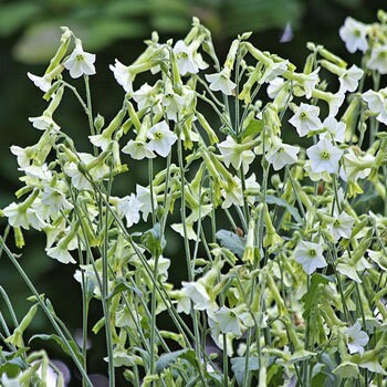 Nicotiana Starlight Dancer seeds