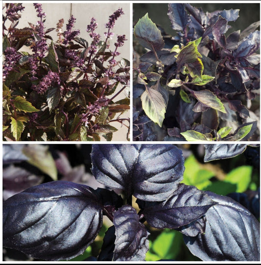 Basil Variety: Amethyst, Dark Opal, Aromatto (40+ seeds for each variety x3)