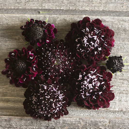 Scabiosa Black Knight seeds