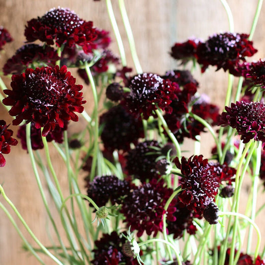 Scabiosa Black Knight seeds