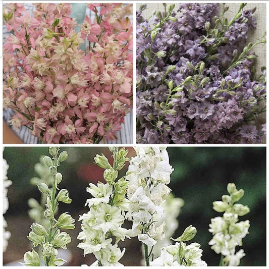 Larkspur Variety: Fancy Pink, Misty Lavender/Earl Grey, White seeds (40 seeds for each variety x3)