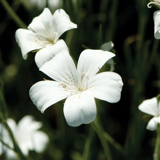 Agrostemma Ocean Pearls seeds