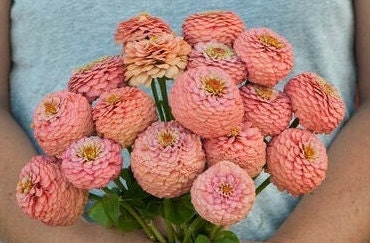 Zinnia Oklahoma Salmon seeds