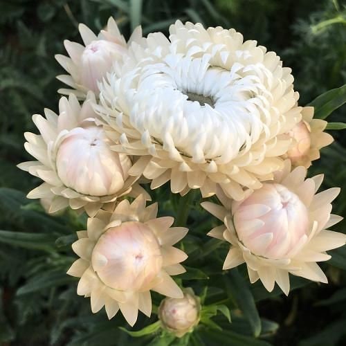 Strawflower Variety: Purple red, Copper red, Silvery Rose, Vintage white, Apricot/Peach (100+ seeds of each variety ×5)