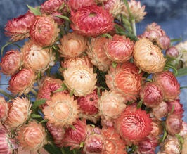 Strawflower Variety: Purple red, Copper red, Silvery Rose, Vintage white, Apricot/Peach (100+ seeds of each variety ×5)