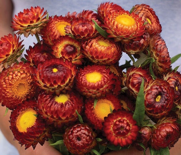 Strawflower Variety: Purple red, Copper red, Silvery Rose, Vintage white, Apricot/Peach (100+ seeds of each variety ×5)