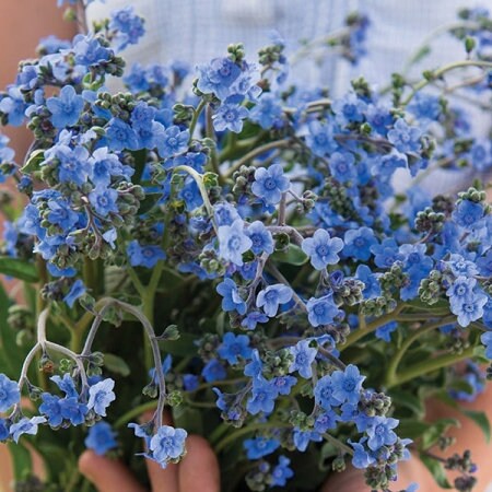 Firmament Forget me not seeds