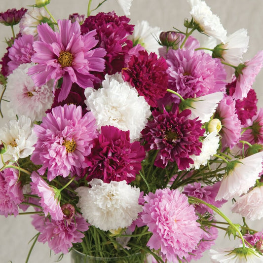 Cosmos Double Click Mix seeds