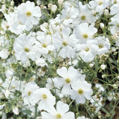 Baby's Breath Gypsophila Covent Garden Market seeds