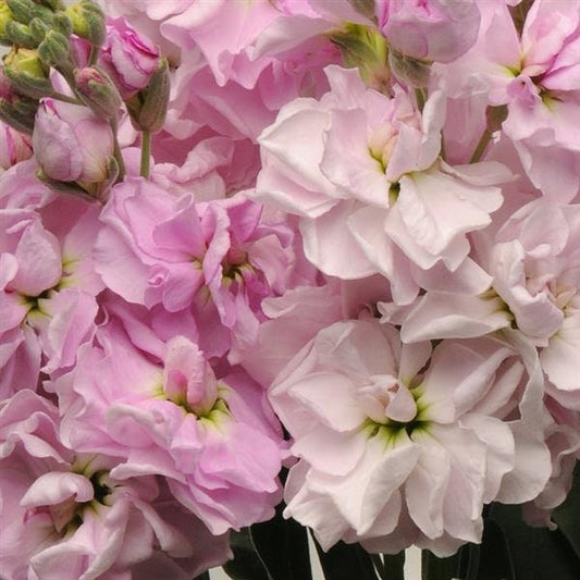 Cherry Blossom Stock seeds