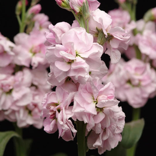 Cherry Blossom Stock seeds