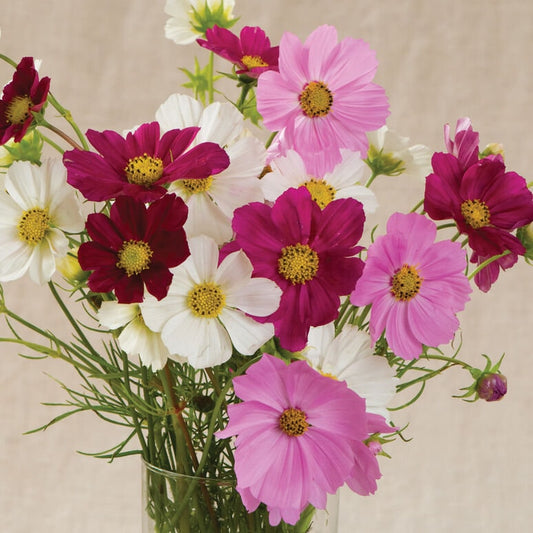 Cosmos Versailles Mix seeds