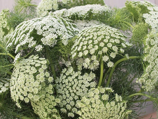 Green Mist Queen Anne's Lace seeds