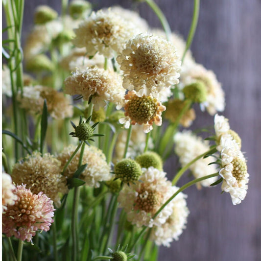 Scabiosa Fata Morgana seeds