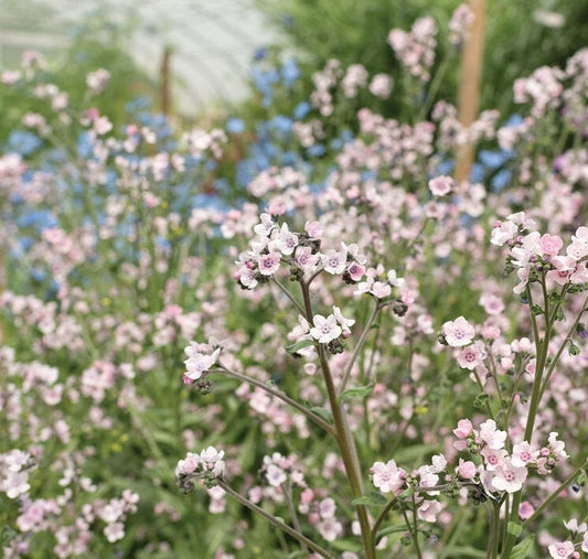Mystery Rose Forget Me Not seeds