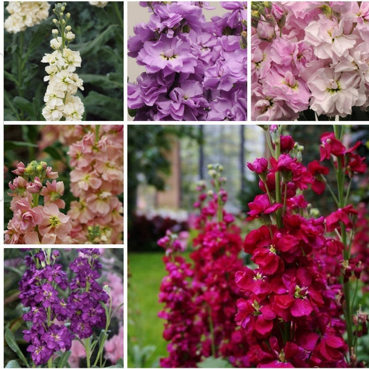 Stock variety: Cherry Blossom, Lavender Blue, Yellow, Apricot, Purple, Ruby (35 seeds for each variety ×6)