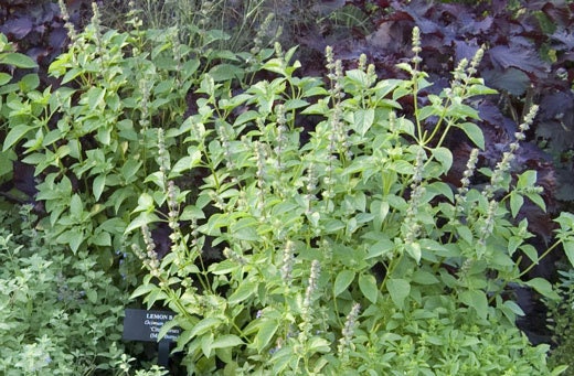 Lemon Balm seeds