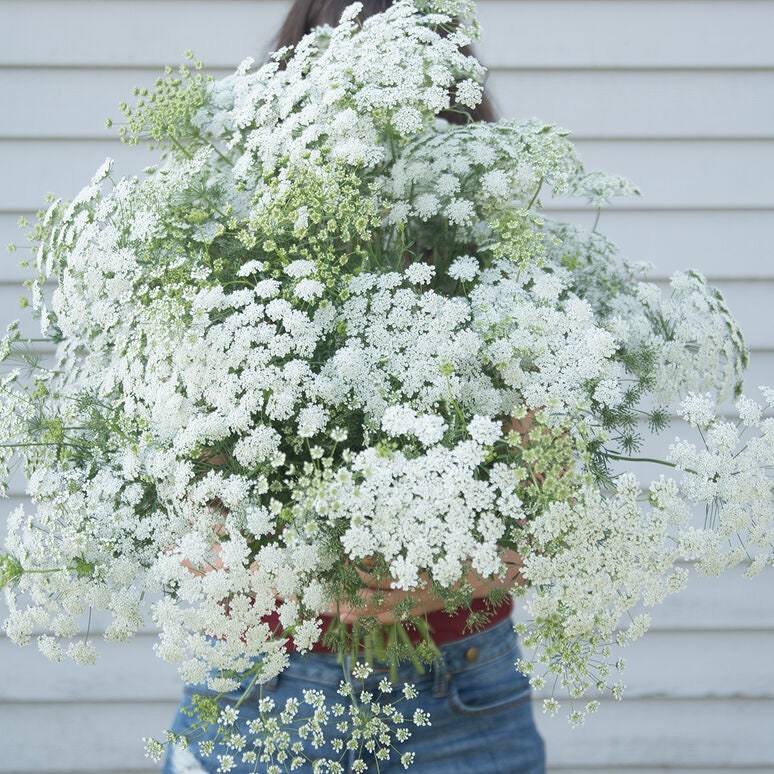 Queen Anne's Lace Variety: Dara Daucus, White Dill, Green Mist (50+ seeds for each variety x3)