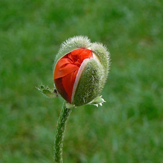 Red American Legion corn Poppy seeds