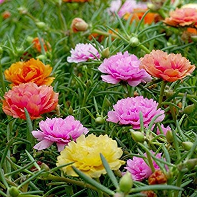 Portulaca Double Mix seeds