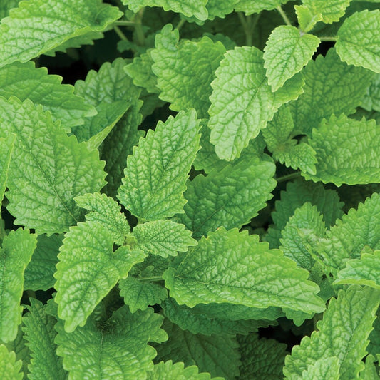 Lemon Balm seeds