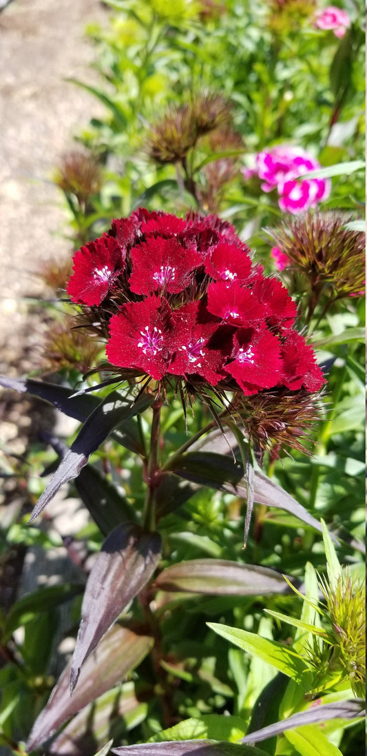 30 Sweet William Black Adder seeds