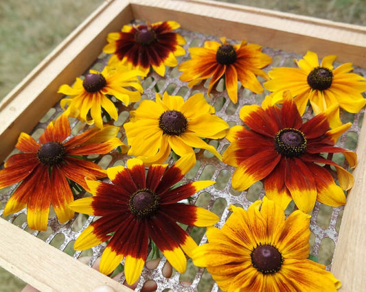 Rudbeckia Rustic mix seeds