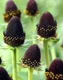 Rudbeckia Green Wizard seeds