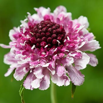 Scabiosa Beaujolais Bonnets seeds