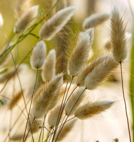 Bunny Tails Grass seeds