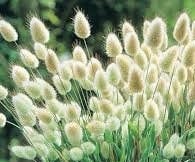 Bunny Tails Grass seeds